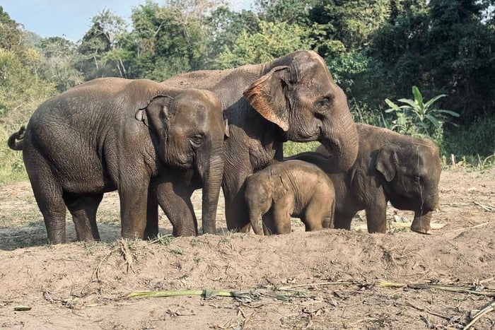 Chiang Mai: Halvdagsutflykt till elefantreservatets matningsprogram