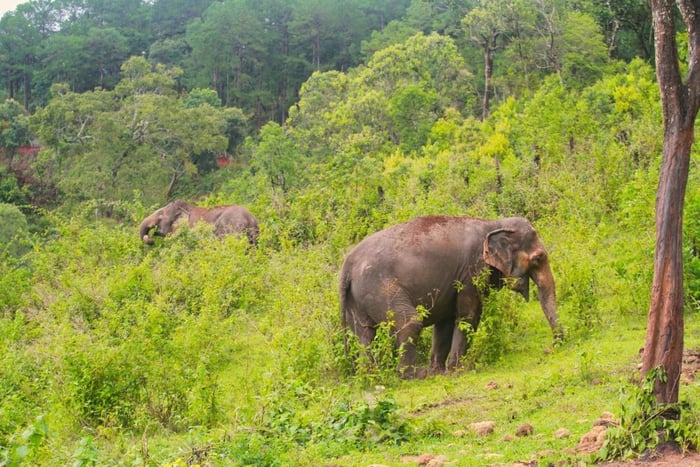 Chiang Mai: tour ético con elefantes y cocina pad thai
