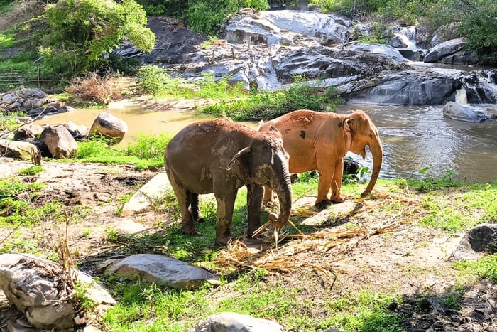 Chiang Mai: Ethical Half Day Elephant Sanctuary & Waterfall