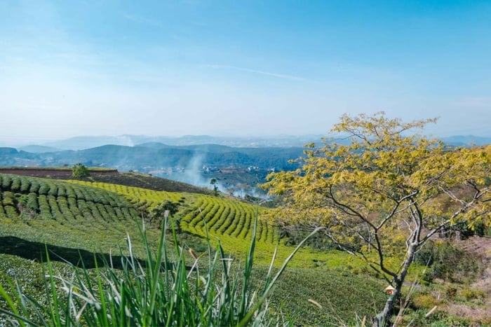 Dalat-Landtour: Grüntee-Hügel und malerischer Pass