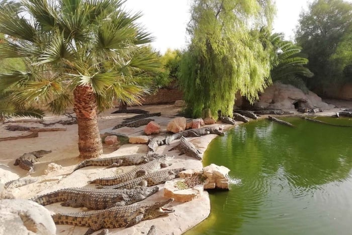 Djerba Explore guidad tur: Krokodiler, reptiler och museer