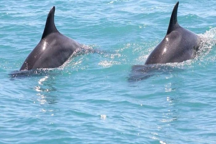 Jetski-vandring på Djerba