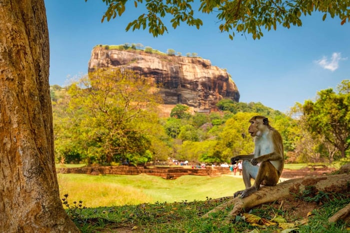 Da Colombo: gita di 1 giorno a Sigiriya e Dambulla con safari