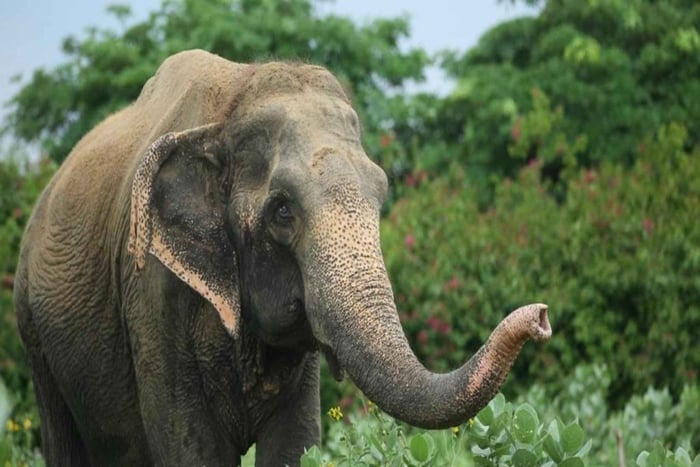 Depuis Delhi : excursion au Taj Mahal, au fort d'Agra et à Elephant SOS