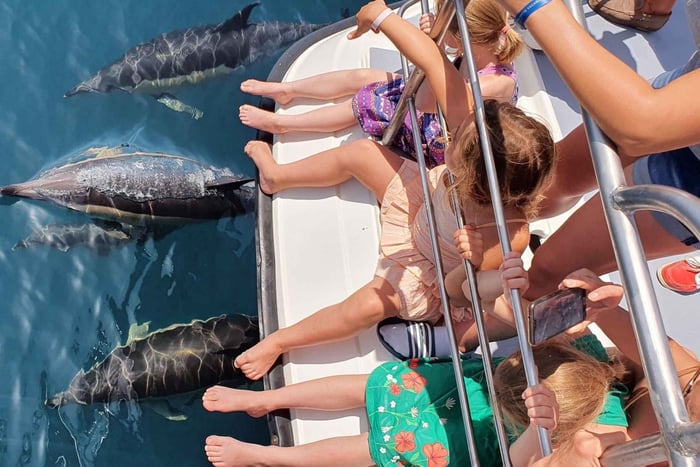 Depuis Lagos : version familiale – croisière d'observation de dauphins en catamaran