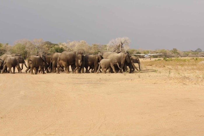 Fra Zanzibar: 3-dagers safaritur til Selous med alt inkludert og flyreise