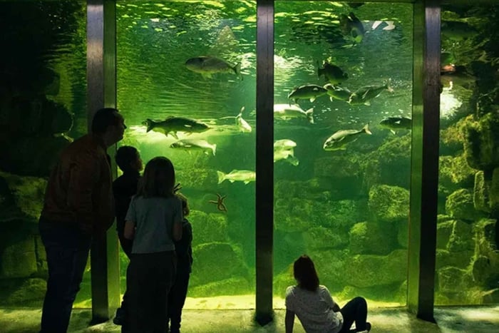 Galway Atlantaquaria: Pääsylippu