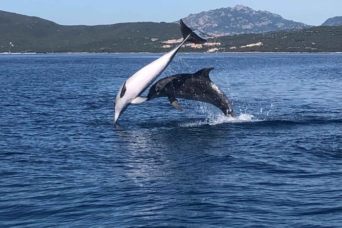 Golfo Aranci: Bootstour zur Delfinbeobachtung und zum Schnorcheln