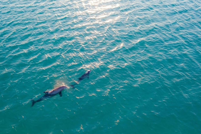 Golfo Aranci: Delfinbeobachtung & Schnorchel-Bootstour