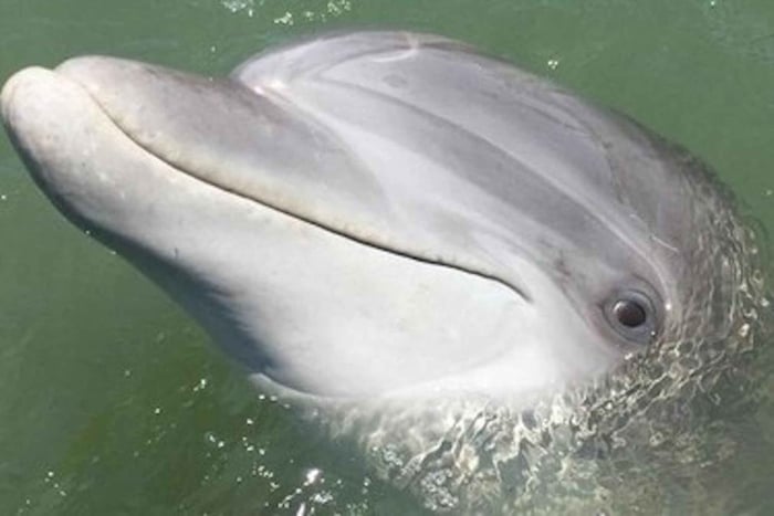 Hilton Head Island: Tour diurno in barca per l'avvistamento dei delfini
