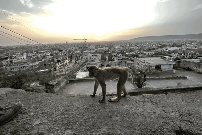 Jaipur: Führung zum Affentempel und zum Sonnentempel