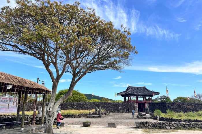 Jeju: Bustour im Osten der Insel Jeju ab Seogwipo