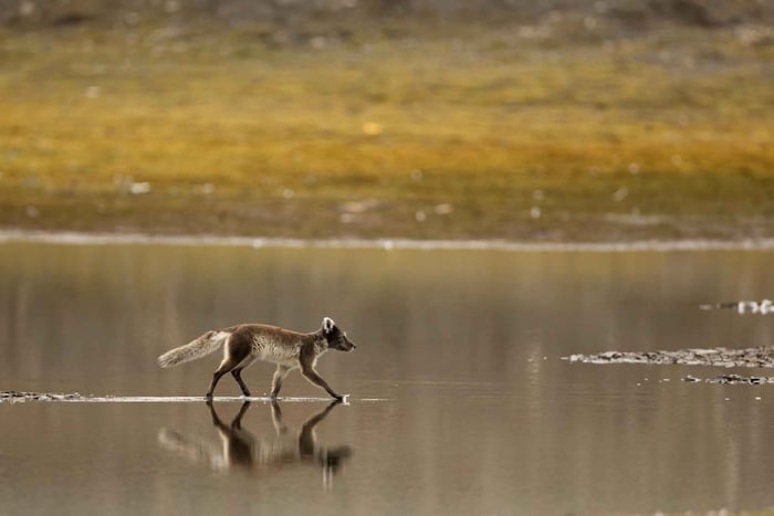 Longyearbyen: Wildtiersafari und langsame Wander-Fototour