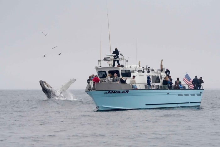 Bahía de Morro: avistamiento de ballenas con Lost Isle Adventures