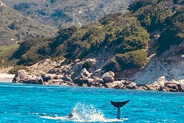 Olbia: boottocht om dolfijnen te spotten en te snorkelen