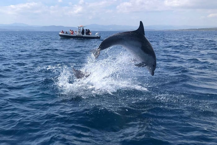 Olbia: Dolfijnen kijken en snorkelen rondvaart