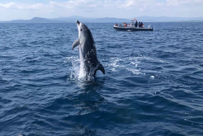 Olbia: ekologinen veneretki delfiinien bongaukseen