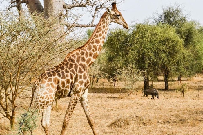 Saly: safári no Parque Bandia, Lagoa Somone e almoço