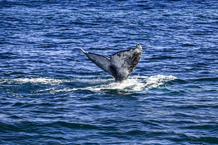 San Diego: crociera di 3 ore con osservazione balene con Legacy Whale Watch
