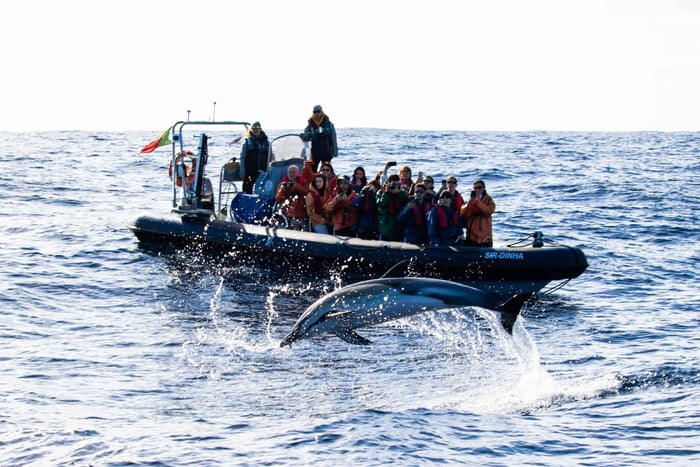 São Miguel: Avistamiento de ballenas y nado con delfines salvajes, día completo.