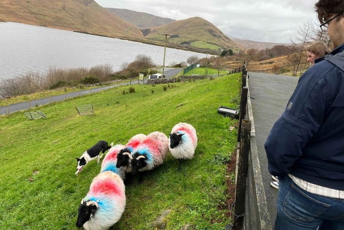 Kleingruppentour: Connemara, Kylemore Abbey & Schäferhund-Show