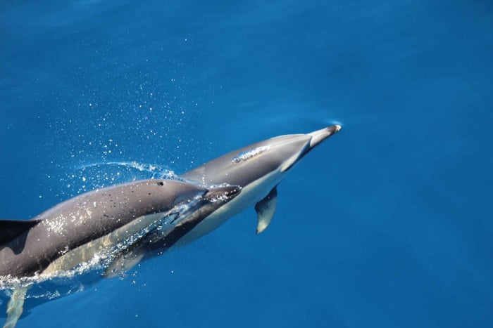 Terceira: Pływanie z dzikimi delfinami | Naturalne środowisko