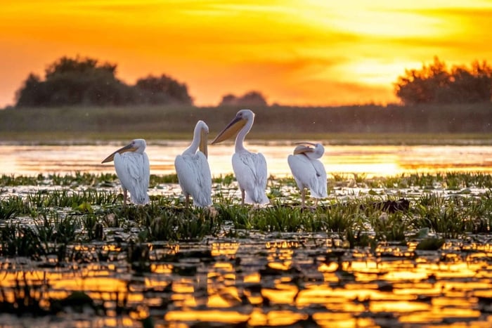 Tulcea: Experiencia en el delta del Danubio: tour por la naturaleza y la fauna