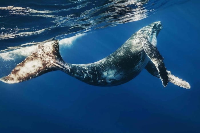 Bayahibe: cruzeiro para observação de baleias e viagem de um dia a Cayo Levantado