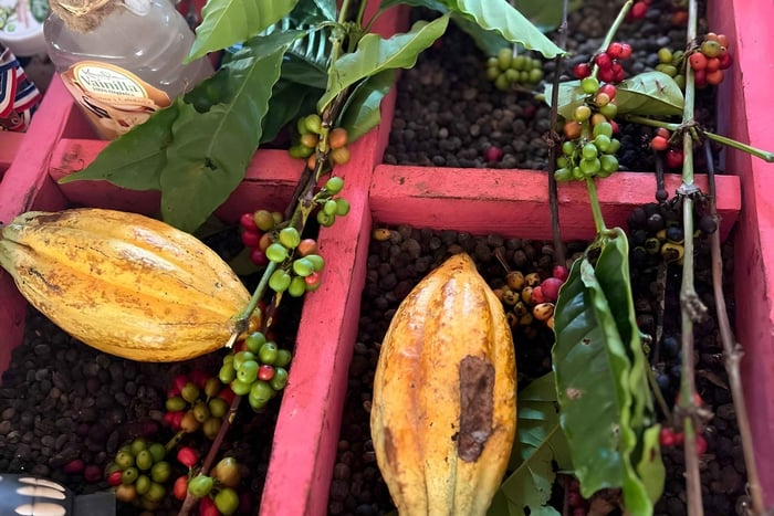 Passeio de Buggy em Punta Cana: Mamajuana - Café - Nadar no Cenote e na Praia de Macao