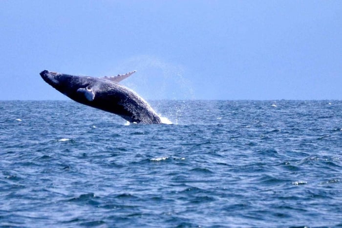 Bayahibesta: Samanà Whale Watching ja Bacardi Island Tour