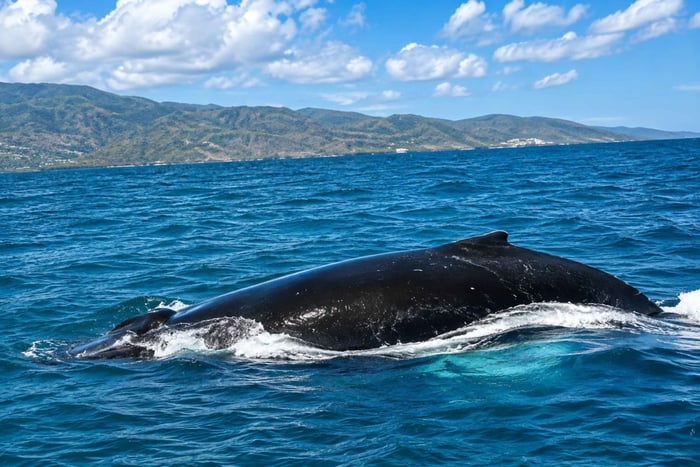Från Puerto Plata: Expedition till Samaná, Cayo Levantado med valar
