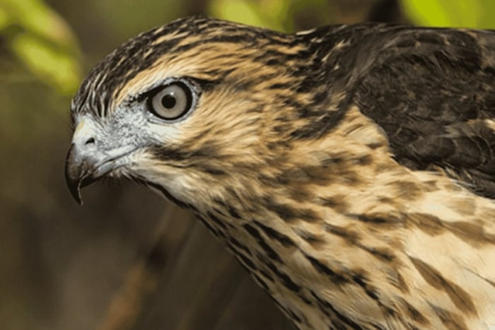 Los Haitises: Ridgway’s Hawk educational Birding Tour