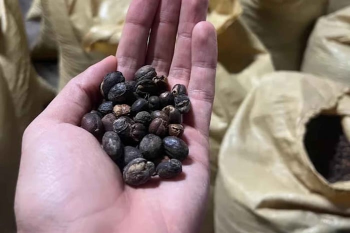 Visita à fábrica de café Monte Alto: experiência em Jarabacoa