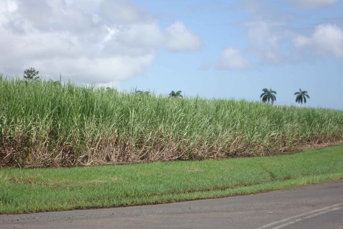 Privato: avventura in dune buggy nella campagna dominicana