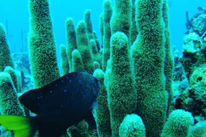 Punta Cana: corso privato di certificazione PADI per immersioni subacquee