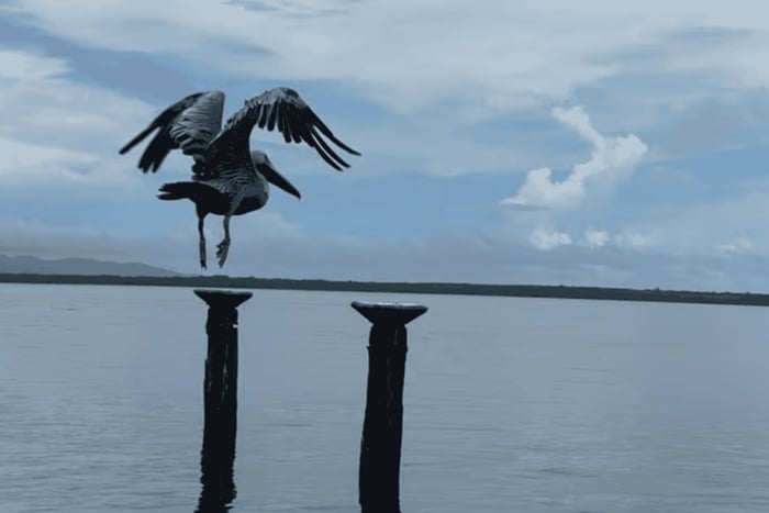 Safári Particular de Observação de Baleias em Samana e Cruzeiro pela Natureza em Los Haitises