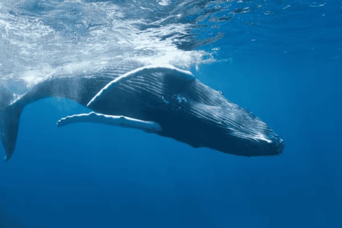 Viagem Privada de um Dia a Samaná com Observação de Baleias e Cayo Levantado