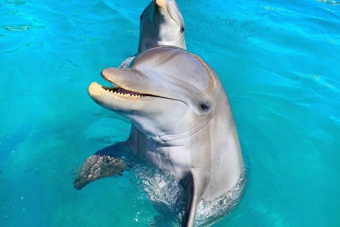 Puerto Plata: Stadstour + Ocean World Adventure Park