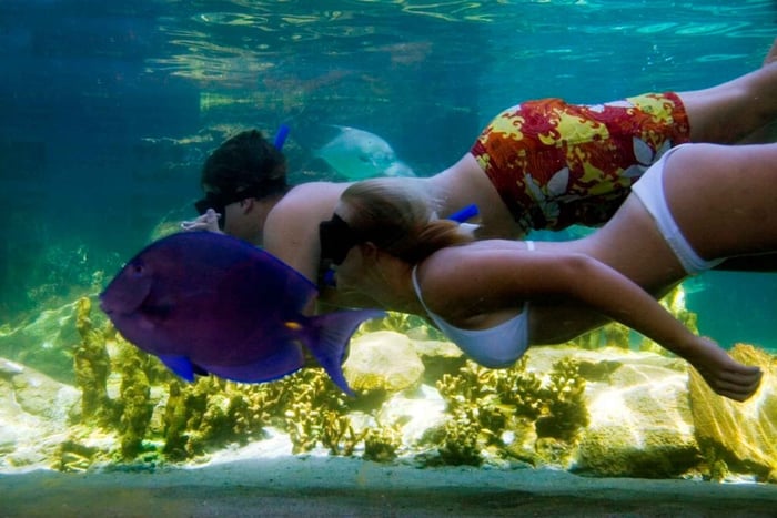 Puerto Plata : Carte journalière pour le parc d'aventures Ocean World