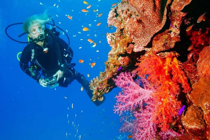 Punta Cana: Reef Diving Adventure Explore Underwater Wonders