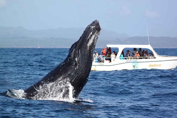 Samaná: Whale Watching and Cayo Levantado Island Tour