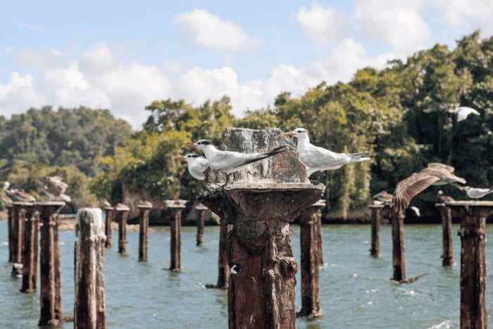 Samana: Whale Watching and Los Haitises Tour