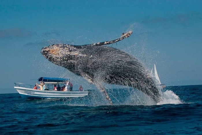 Samaná : observation de baleines, kayak à Cayo Levantado et déjeuner