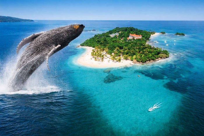 Observação de baleias em Samaná + Cayo Levantado | Saindo de Punta Cana