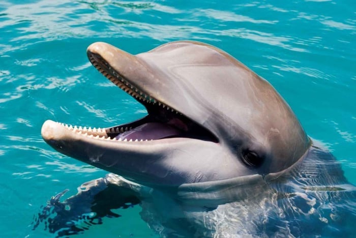 Puerto Plata: Ocean World Avonturenpark Dagpas