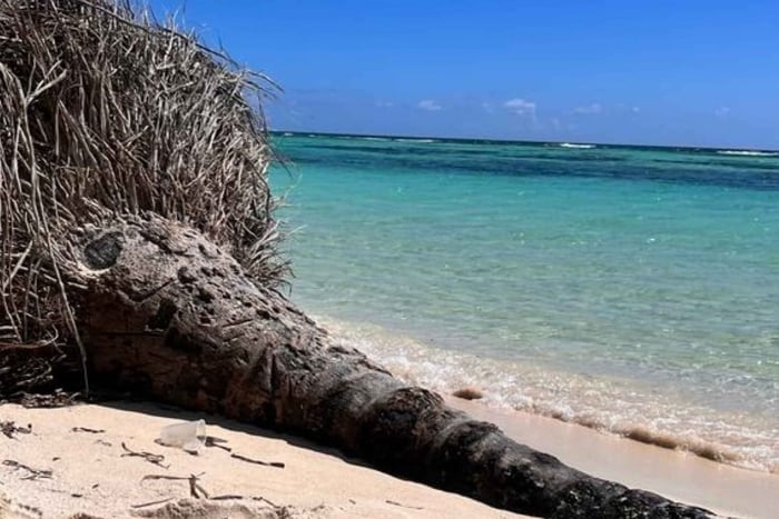 Saona Island: Strand og naturlig pool – tur i små grupper med frokost