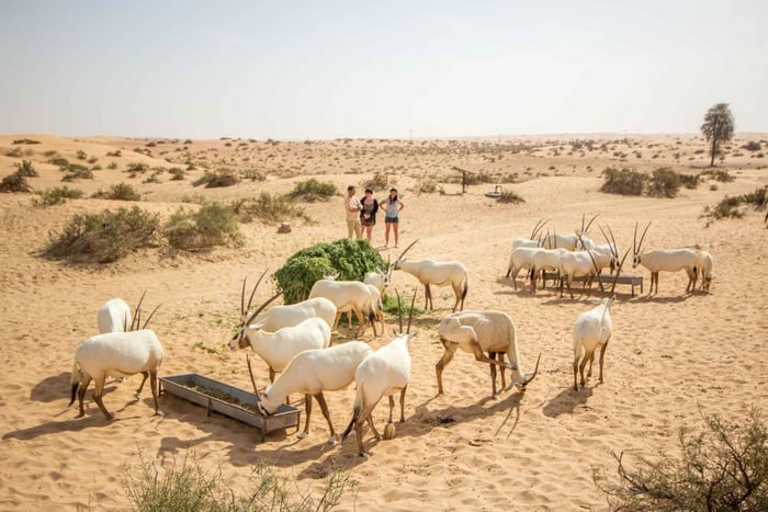 Dubaï : visite de la réserve et petit-déjeuner Platinum