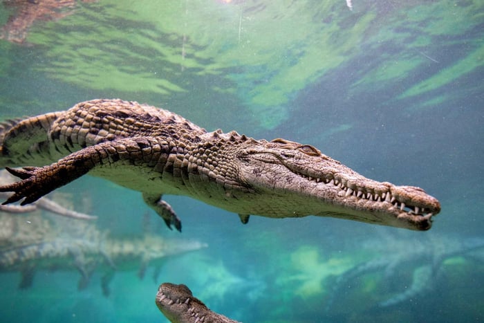 Dubai Crocodile Park Entry Ticket