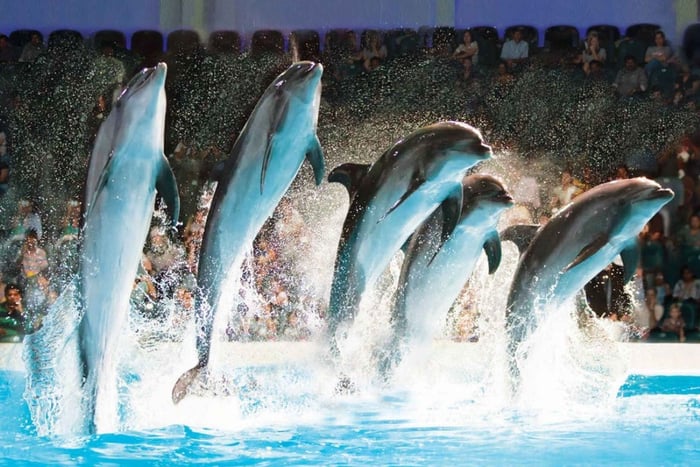Billetter til Dubai Dolphinarium Dolphin, Seal & Bird Show