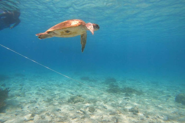 Fra Snorkeltur med havskildpadder i Fujairah med frokost